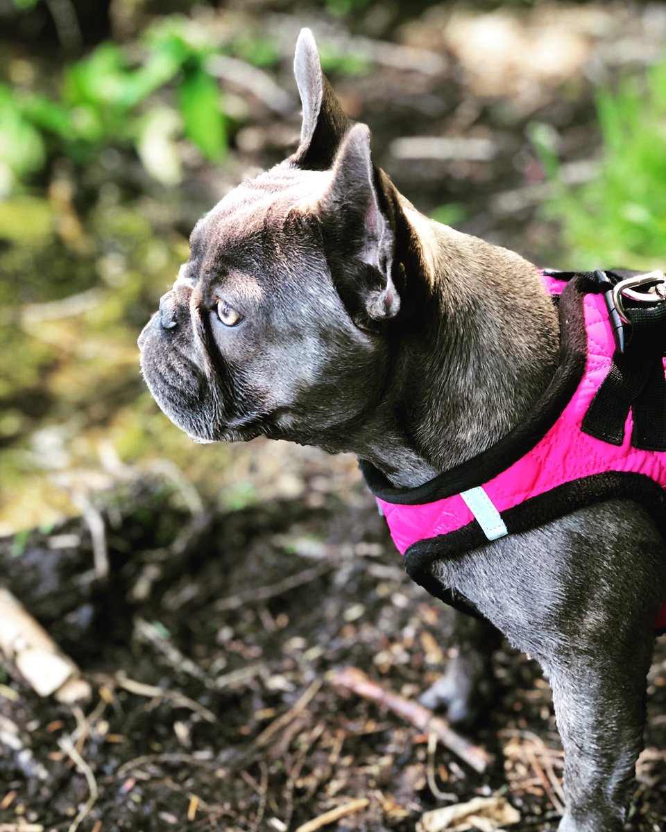 StrikerFrenchie's tweet image. Love being outside 🥰💗🐾 @oakleybfrenchie #pnw #pnwdog #pnwdogs #frenchie #frenchies #frenchiesofinstagram #ilovefrenchie #ilovefrenchies #frenchiepuppy #frenchie_photos #frenchies1 #frenchiebulldog #frenchiepup #frenchie_shoutout #frenchies_ #frenchiefriends #frenchielovers