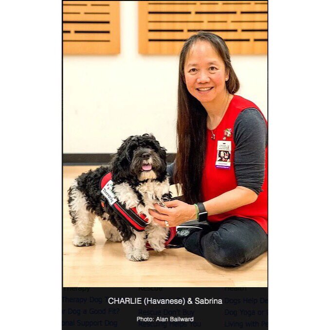 Therapy_Dogs_'s tweet photo. What a bundle of cuteness! 🐾 💖 Meet Vancouver ecoVillage Therapy Dog CHARLIE! The loveliest Havanese you'll ever wanna cuddle with! (📸 Alan Baliward). Click here for more beautiful doggie therapy pics https://t.co/Tc36iMjswg #therapydog #doglove #therapy #therapyanimals https://t.co/K4xZQRrnir