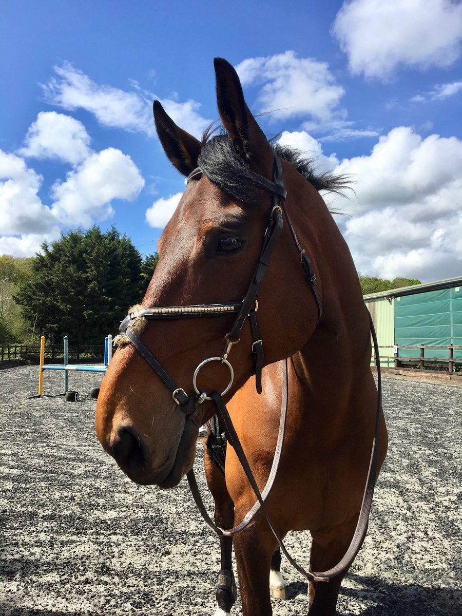 Liss_Joannides's tweet photo. Today my giant pony completed his first ever Intermediate. And he made the XC feel like a BE90. We got 2/3 phases very good, we will get all 3 one day, but for now I am happy, he is happy and that is what is important. ❤️ #PatchAli https://t.co/8Y0Cf5xDPv