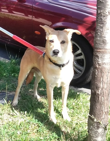 Reader just found this guy was just found at 7th and Ingraham NW - he's with police now.