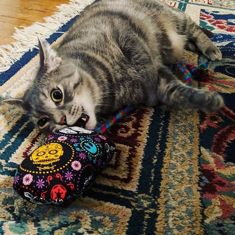 CatConWorldwide's tweet photo. Check out @tacocat_creations at CatCon, they've got all the goods! Catnip toys, cat bow ties, beds, refillable toys, & lots of human stuff too! Cool stuff for cats & the people who love them!
#cattoys #catnip #catbowties #catfashion #ladyboss #catsofmadison #catsofinstagram https://t.co/3tMp6dKJbd