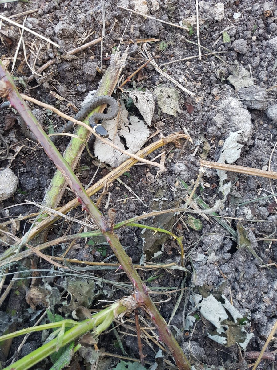 De ringslangetjes zijn wakker en ontdekken het fort! #waterlinie #fortbijvechten #ringslang #natuur #waterliniemuseum