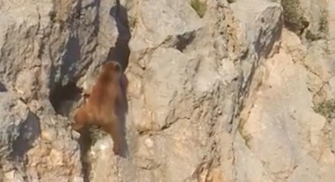 Bears Are Way Better Rock Climbers Than We Expected bit.ly/2wwF62k #animals