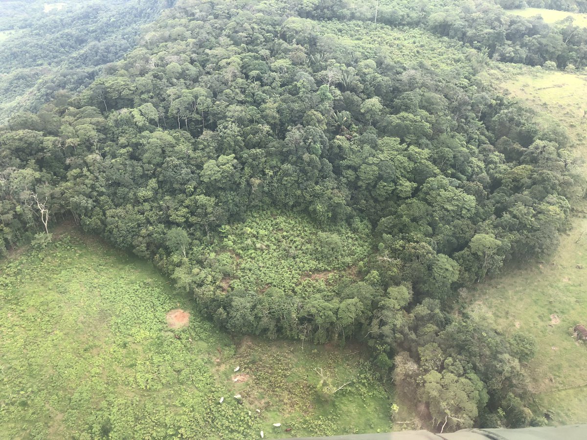 OleBergum's tweet photo. Sobrevolando el PNN Sierra de La Macarena se observa como la deforestación sigue avanzando en el parque. Ya basta! https://t.co/25MBCWzLS9