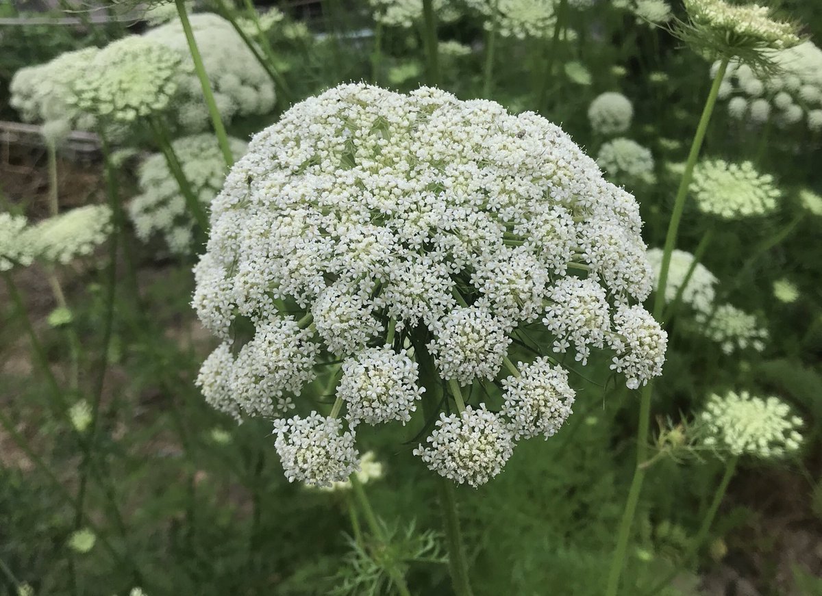 にんじんの花