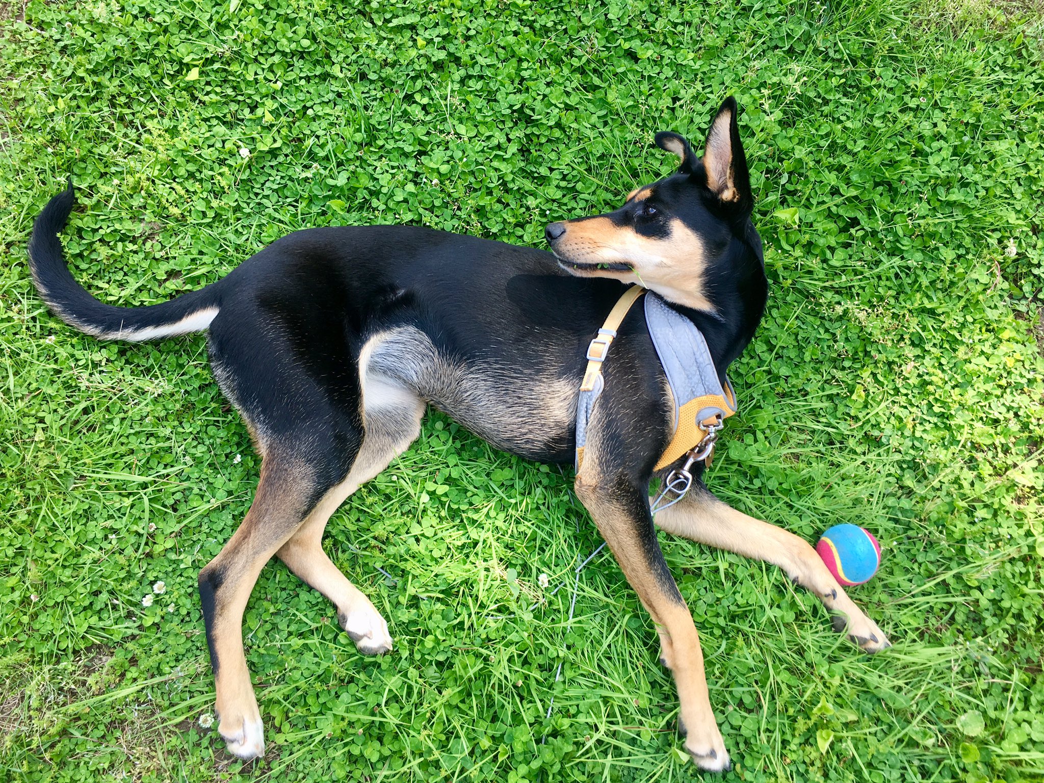 Doberman pinscher sales husky mix