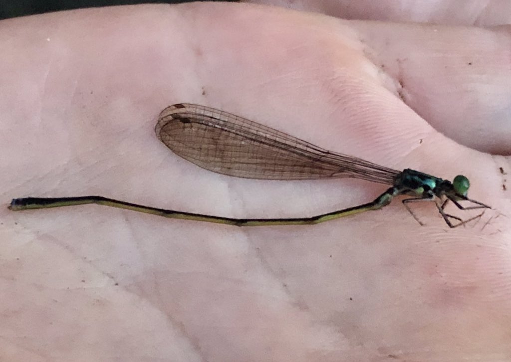 BybeeLab tweet media