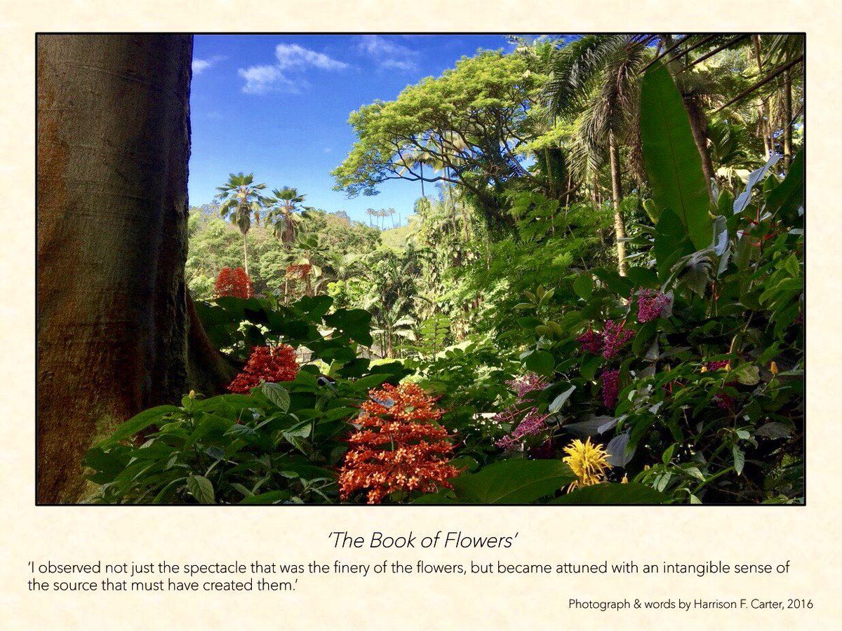 This #FeelinGoodFriyay submission, called “The Book of Flowers” comes to us from @RootsofElmore. Spring is a time of renewal and, while it may be cliché, we hope you take some time to stop and savor the beauty of some of nature’s true wonders this season. 🌺🌷🌼🌹🌸
