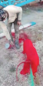 daniiiel50's tweet image. Hombre pintó de rojo con aerosol a un perrito callejero (video) bit.ly/2JObV3n