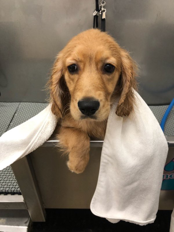 Geri Karli tweet media