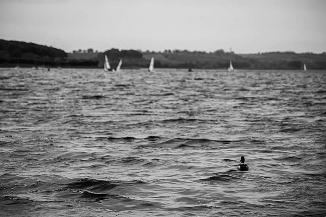 seekAnotherLife's tweet photo. Lone duck!
.
.
.
.
.
.
.
#photography #photooftheday #landscapephotography #landscape #createxplore #discoverearth #instatravel #instatravelling #igtravel #canon #canon_photos #canonphotography #pictureoftheday #photographylovers #photographyeveryday #ph… https://t.co/LBOjyX93RY https://t.co/USpnsjnnMf
