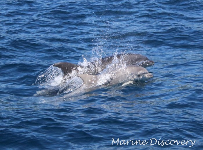 Marine_Discover's tweet photo. As well as the #Rissosdolphins we saw a large pod of of ~50 #offshore #bottlenosedolphins in #MountsBay this morning #cornwalldolphins #dolphins @DrSimonIngram @MC_org @SeaWatchersUK @ https://t.co/EgXia9fyMH