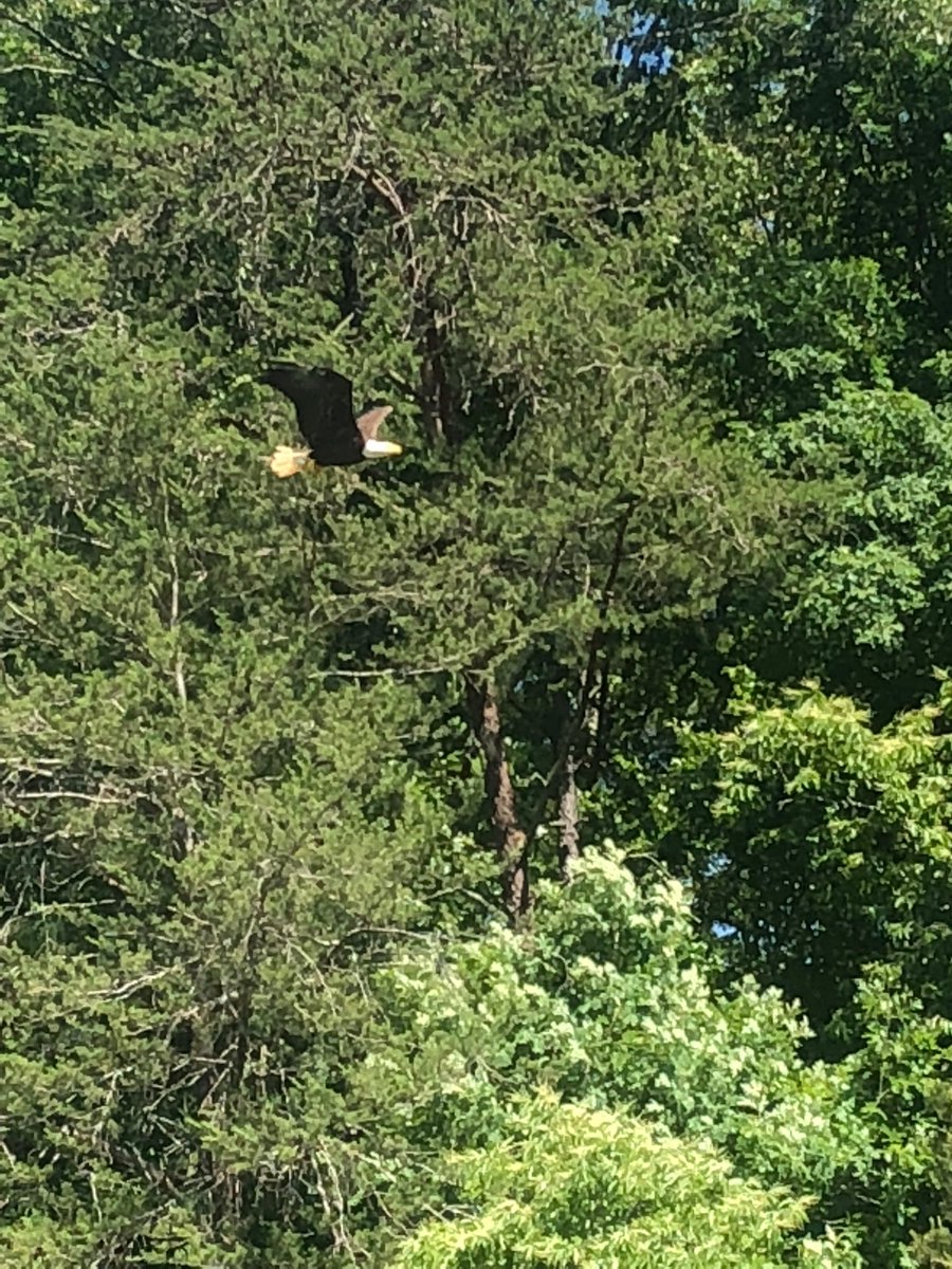 Hope all HPE Eagles are having a fun and safe Summer!  This eagle was spotted today on Tellico Lake.