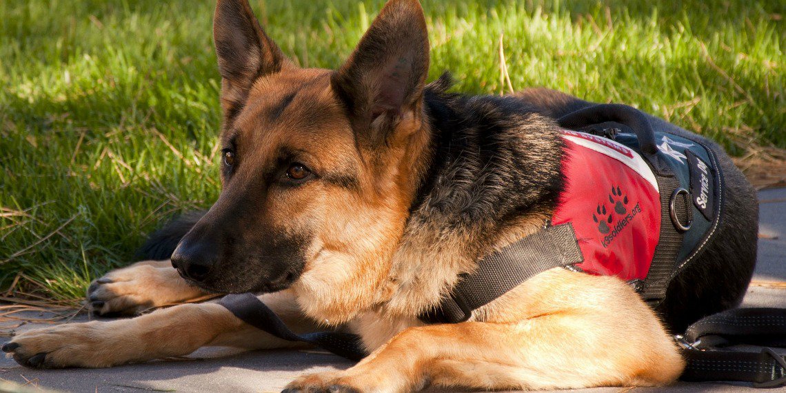 vivamune's tweet photo. Are German Shepherd's the best service dogs? Find out here: https://t.co/49FSAMOnZW #gsd #servicedogs #dogblog https://t.co/LmXch358VG