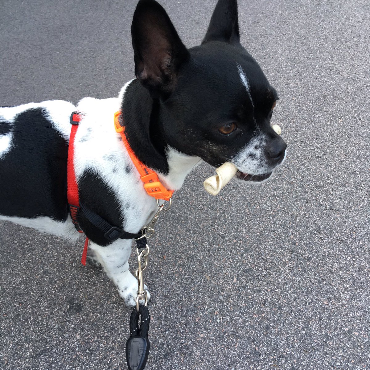 6629nettis's tweet photo. @DupDrums74 #PawsForRhett https://t.co/tetozAktlE