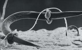 jlsteenwyk's tweet image. It's a trap! Nematode trapping #fungi employ a cadre of methods to snag their prey. Depicted here is a 'fungal ring' user. After catching the #nematode, the fungus will grow #hyphae into the nematode prey. #FreakyFungalFriday 
🔗 bit.ly/2v6bsQz