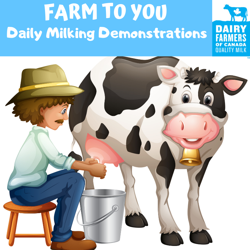 StratfordFair's tweet photo. Fall Fair Friday!
In honour of World Milk Day tomorrow we bring you the celebration of our Canadian Dairy Cattle at the 178th Stratford Fall Fair! #StratfordFallFair #canadianmilk #milkingdemonstrations #supportcanadiandairyfarmers https://t.co/7GDvArcLIp
