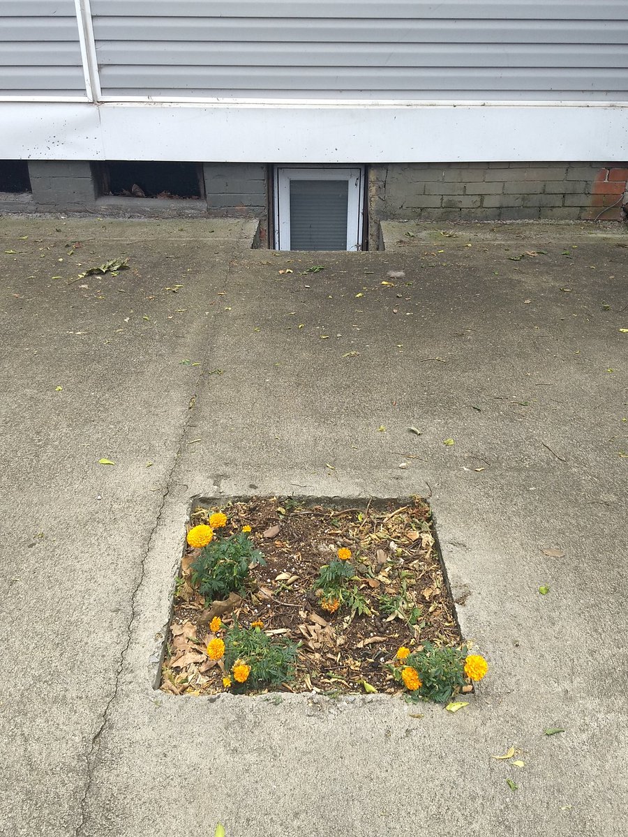 StripUtk's tweet photo. When life gives you a concrete yard, still plant a garden 😍 #fortsanders #utk #cumberlandave #Flowers #Knoxville #FridayThoughts #FridayMotivation https://t.co/xUbxcPEstB