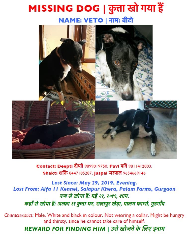 strayatheart's tweet photo. Our dear friends dog Veto has been lost / run away from the kennel that was keeping him in gurgaon. I urge you to share as wide and far as possible to help Veto come home. Please help & RT #lostdog #dogsofdelhi #dogsofindia #indogs #dogsoftwitter #delhi #ncr #gurgoan #gurugram https://t.co/wfG7IojuYb