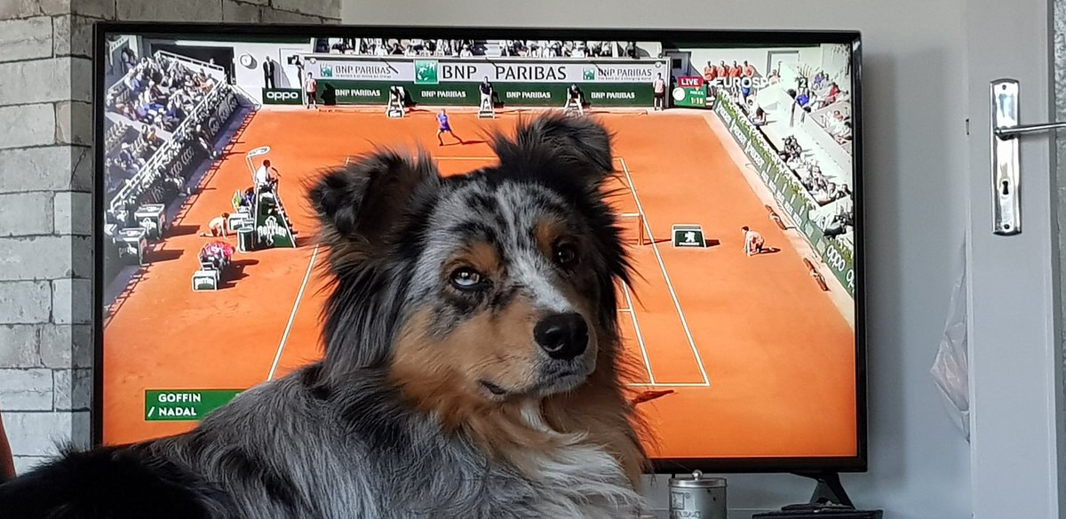tatakro83's tweet photo. Je crois qu'il ne veut pas me laisser mater le match de Nadal...
#condechien #RolandGarros19 #Nadal #sorsmoifeignasse https://t.co/szEjRuvxYX