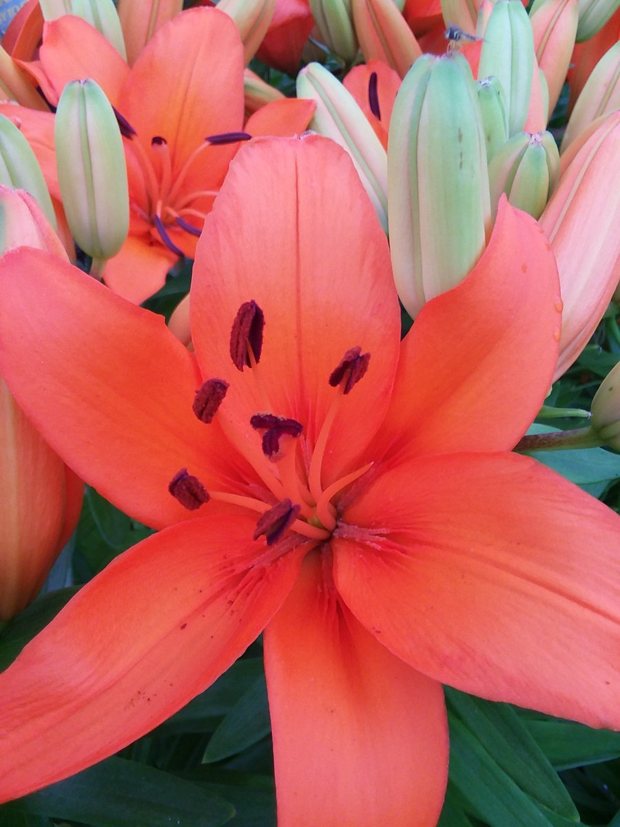 30% OFF All Day Today, Friday, May 31st.  Save on your purchase of plants, pottery and More.  Some exclusions apply bremec.com/special-offers/