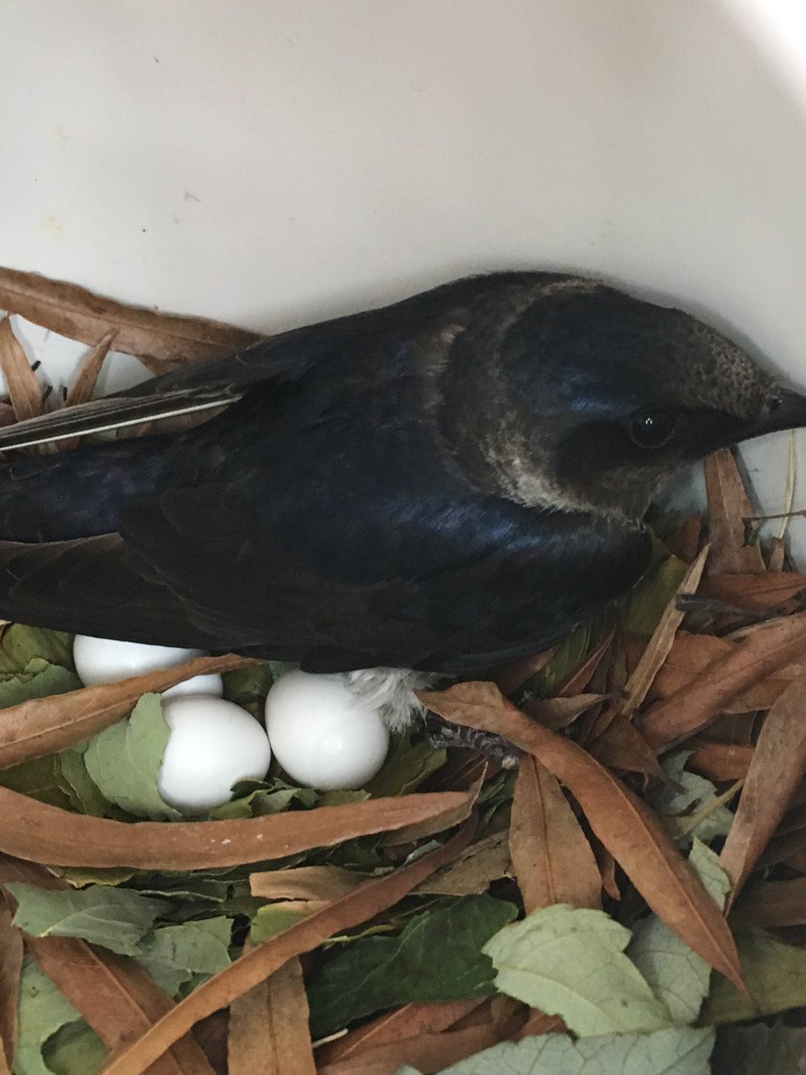 ccdspurplmartin's tweet image. What a surprise!  Purple Martins are nesting.  @CCDSHirsch @natur_xperience #ccdslearning