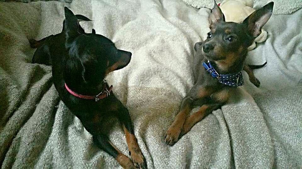 newman_stu's tweet photo. @DupDrums74 #PawsForRhett Get well soon little fella!! https://t.co/IW3JEG0lIu