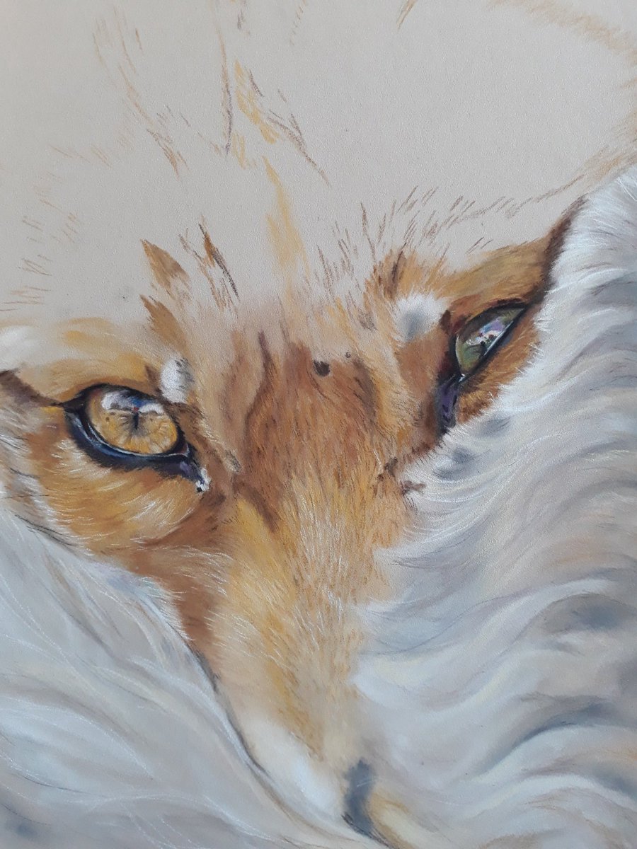 riamarialew15's tweet photo. Got some base layers of the tail done, its a whole world of fur right there ☺.
Work in progress. Pastels on pastelmat. Ref photo by Menno Schaefer.
#art #pastels #pastel #wildlifeart #fox #foxes #pastelmat #Carbothellos #panpastels https://t.co/tsosH1KnFH