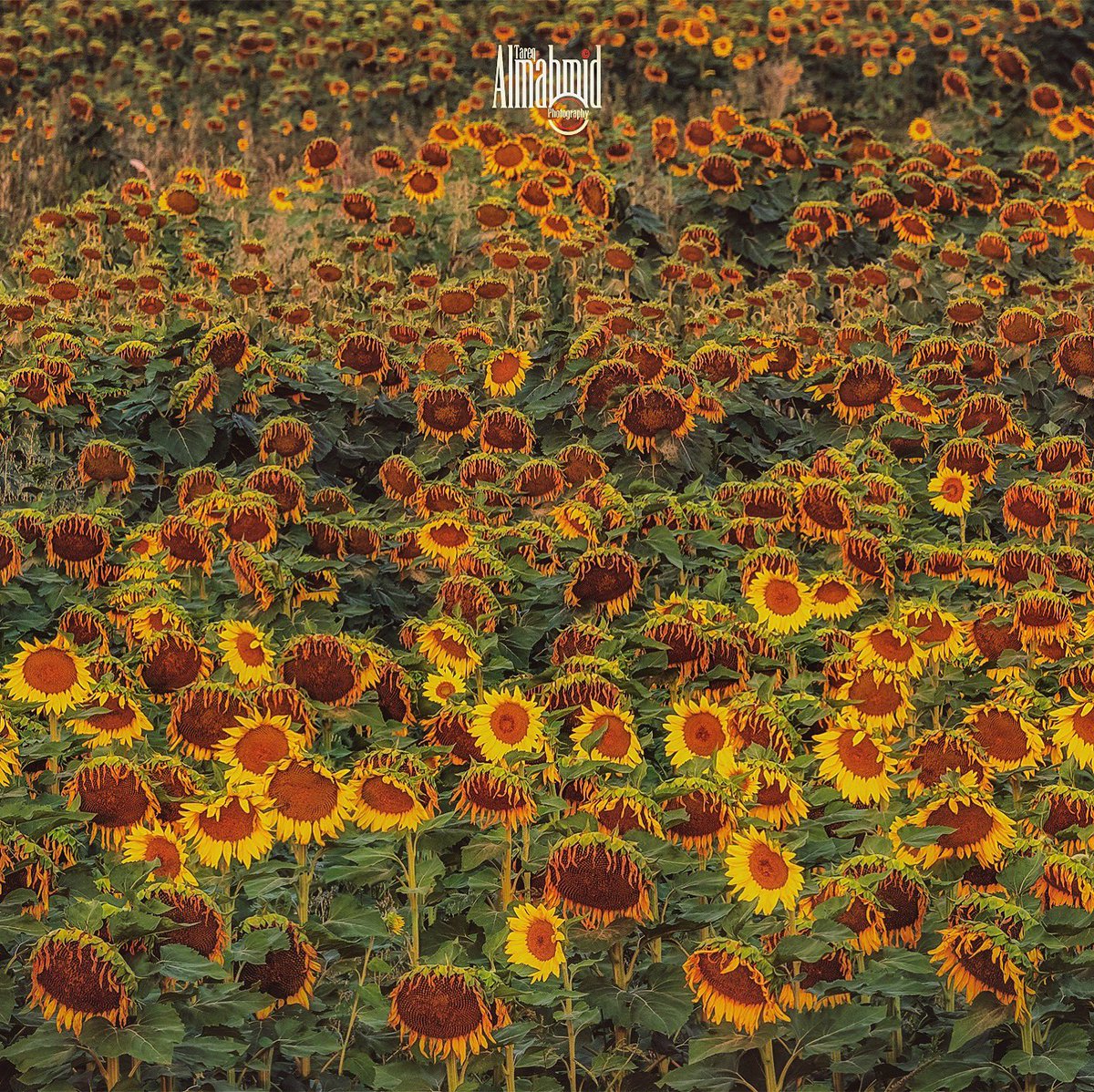 Yellow field #fortcollins #flower #flowers  #flowerstagram #flowersofinstagram #flowerstalking #flowerlove #flowergram #flowerphotography #ColoradoState #flowersmakemehappy #flowerlover #flowerart #flowermagic #blooooms #inspiredbypetals #petalsandprops #flowerfriday