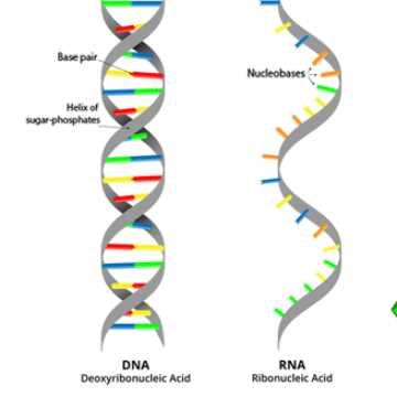 jtravisflhs's tweet photo. RNA stands for ribonucleic acid, and they serve as messengers from the DNA to the ribosomes for protein synthesis. #leregentsreview https://t.co/20lXPhmbBs