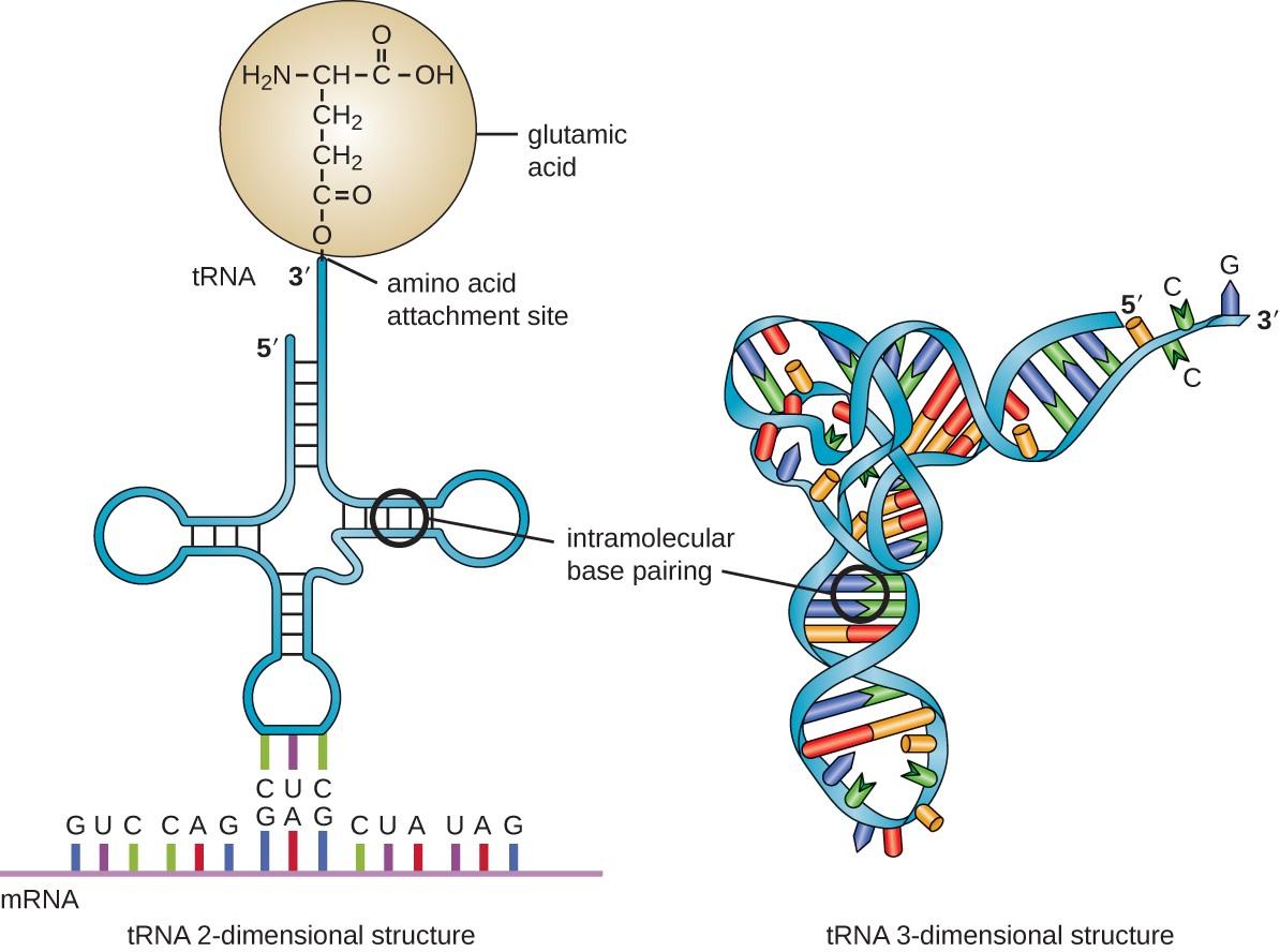 FLHS_Brett's tweet photo. RNA acts as a messenger by carrying instructions from DNA for controlling the synthesis of proteins which occurs in ribosomes. #leregentsreview https://t.co/yFABJIHCZ5