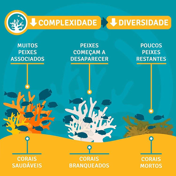 DeOlhoNosCorais's tweet photo. Impactos locais como a quebra e coleta de colônias, e os eventos de branqueamento em massa provocados pelas mudanças globais tem causado a diminuição da complexidade dos recifes😣 e, por consequência, da diversidade de espécies que vivem ali 😥 https://t.co/mqBjs74B5T