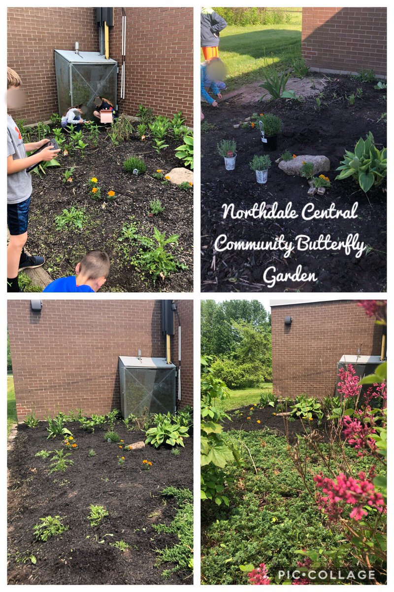 MillerBruyns's tweet photo. #millerbruyns grade 4s @NorthdaleCntrl have green thumbs. Gardening and permaculture promote teamwork, collaboration, community building, ecosystems stewardship, problem solving and FUN!  @TVDSBGlobal #ncknights https://t.co/XYRfp0n5u3