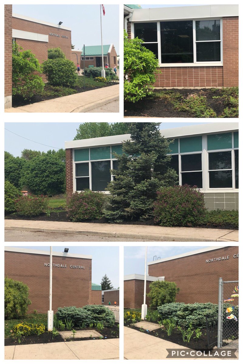 MillerBruyns's tweet photo. #millerbruyns grade 4s @NorthdaleCntrl have green thumbs. Gardening and permaculture promote teamwork, collaboration, community building, ecosystems stewardship, problem solving and FUN!  @TVDSBGlobal #ncknights https://t.co/XYRfp0n5u3