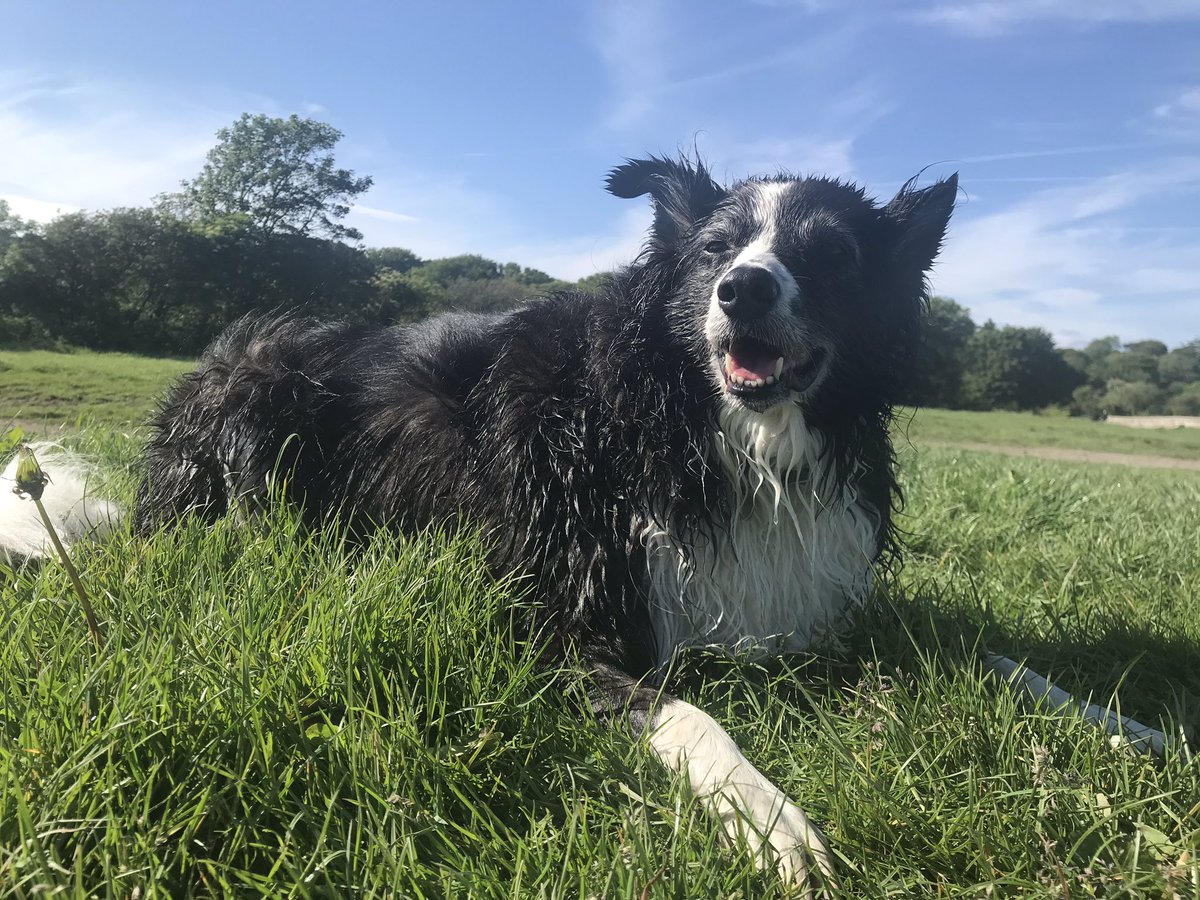 Ruby_thedog's tweet image. My post paddle rest on the river bank! Lush!