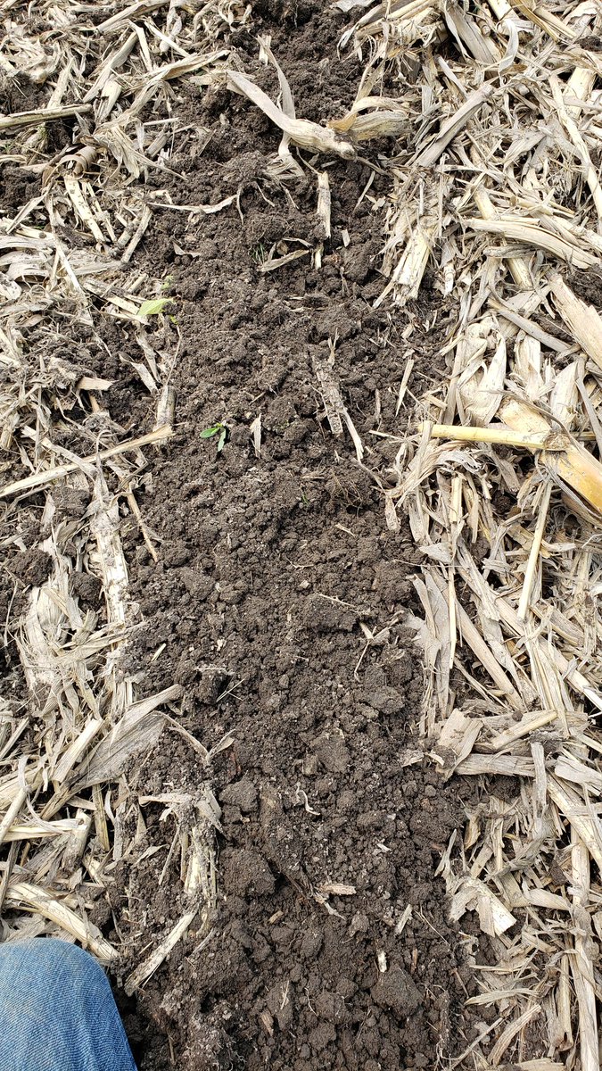 gpsontario's tweet photo. Can it be true.... are we able to get the @DawnEquipment Gen V in the field today ? Looks like it ! Clay is still pretty saturated but the down pressure system is doing a fantastic job ! #plant19 #precisionag @AdamJAdkins #gotime #230bucornresidue #gocorn #gpsontariostraight https://t.co/XylzkYyO11