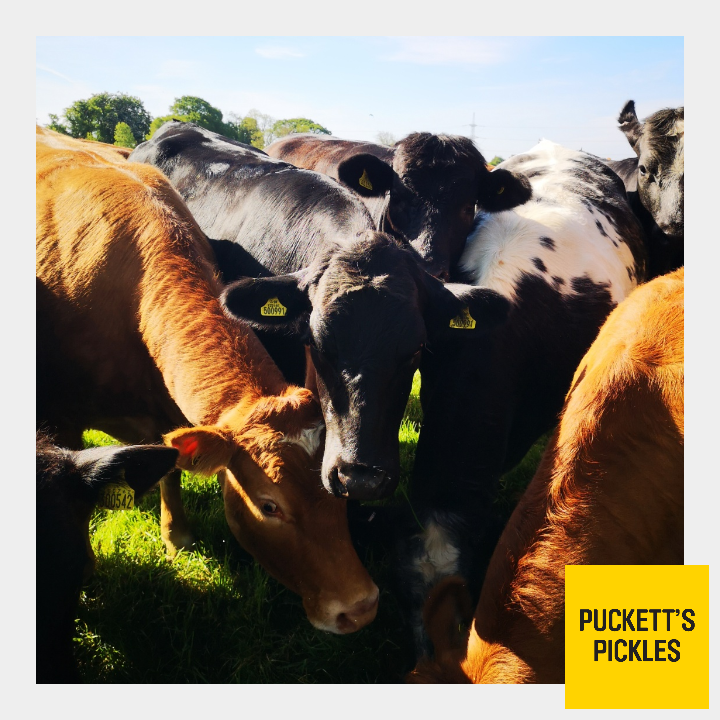 PuckettsPickles's tweet photo. Popped out for a coffee and a walk earlier after staring at the computer for too long.....
These girls really are the friendliest neighbours, and very pretty too
#British #cows #countryside #friendlyneighbours #prettygirls #farming #lushgrass #bewareofthebull #chewingthecud https://t.co/KjOCEpx4gz