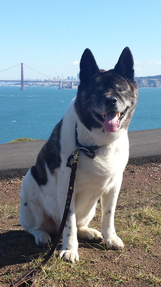 lovedogsandbeer's tweet photo. @rexthetvterrier "What a gentleman you are #Rextheterrier...with only a millisecond of hesitation to capitulate your chosen path and yield the right-of -way to #puglets. Enjoy your weekend cool #dawg.🐾" https://t.co/kL5o9u5bYH