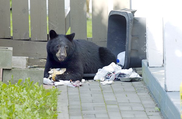 LetsTalk_Trash's tweet photo. What would you do if you walked outside to this? 😳

#bear #trash #dumpster #dumpsterrental #mchenry https://t.co/vv2EgmM9XS