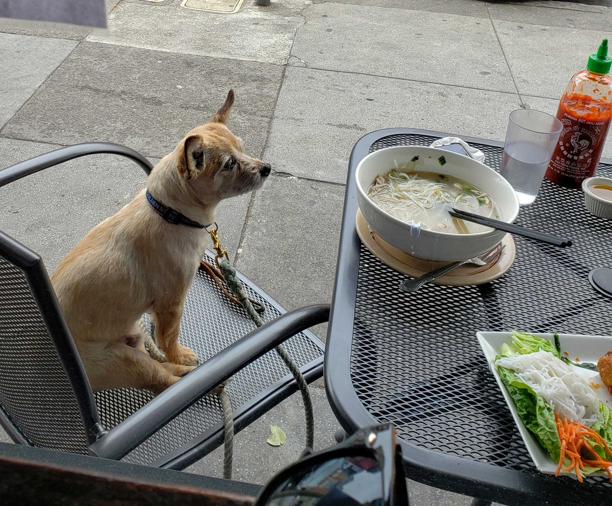 KUOW's tweet photo. Question: Do dogs in bars and restaurants bug you? Are you allergic? Do you have a bad experience you would like to share? 🐶

We are listening! Is for #SoundQs! https://t.co/Y24znayHiS
