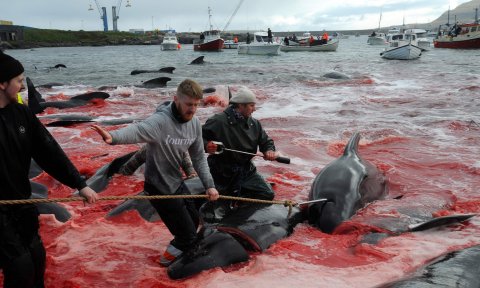 BiologistDan's tweet photo. This pilot whale was still alive when they dragged him ashore 2 days ago on the #FaroeIslands. Boycott G! Festival. https://t.co/EWoSLQdvGX