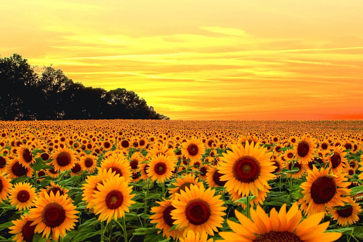 anabelalbares's tweet photo. Mi tierra. Feliz día de Castilla la Mancha . 🌻❤️#SienteCLM https://t.co/OFZkOP13mj