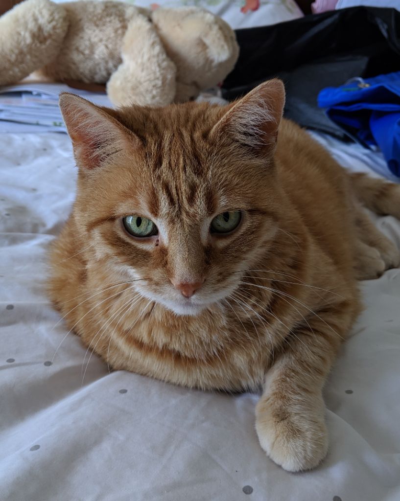 Tweeter_MyCat's tweet photo. Testing camera on new phone. Hoping it isn't blurry. #ReluctantModel https://t.co/K7630aIN26