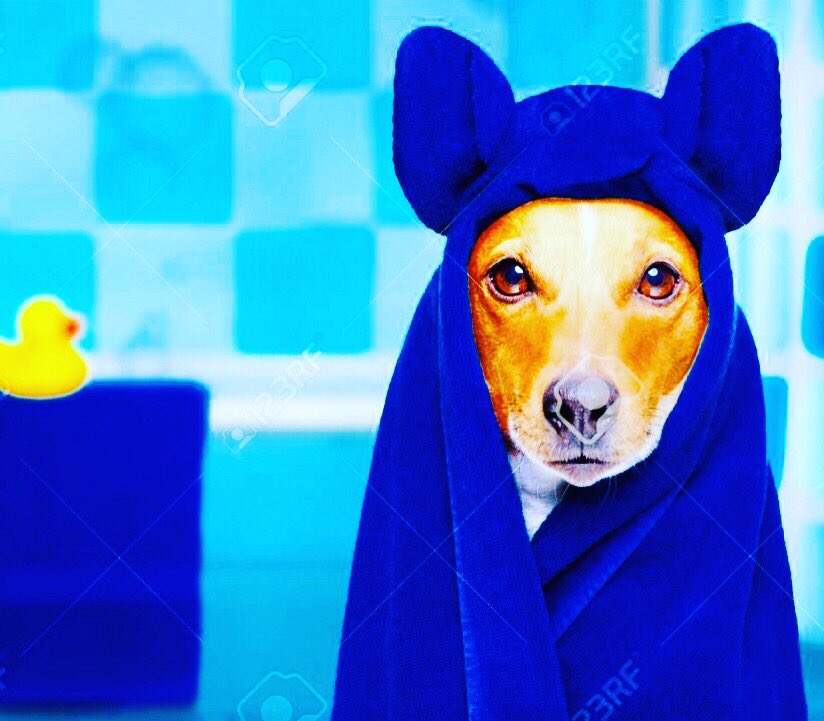 theDOGstore's tweet photo. @theDOGstore @SonjatMorgan @themaidstone see you this weekend https://t.co/rwjA47YWKY
