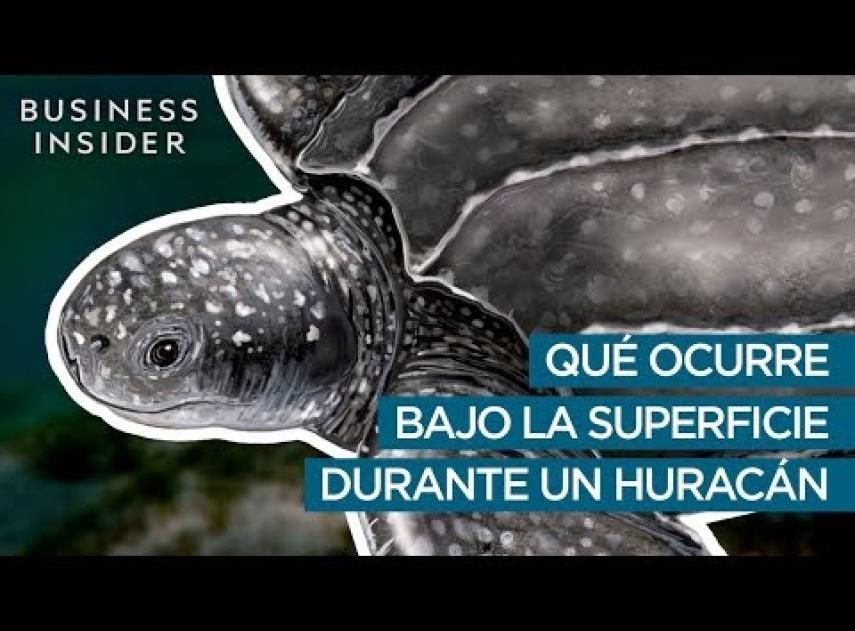 El huracán Katrina destruyó el 90% de las embarcaciones del delta del Mississippi, pero propició un repunte en la población marina de la zona. buff.ly/2IaTano