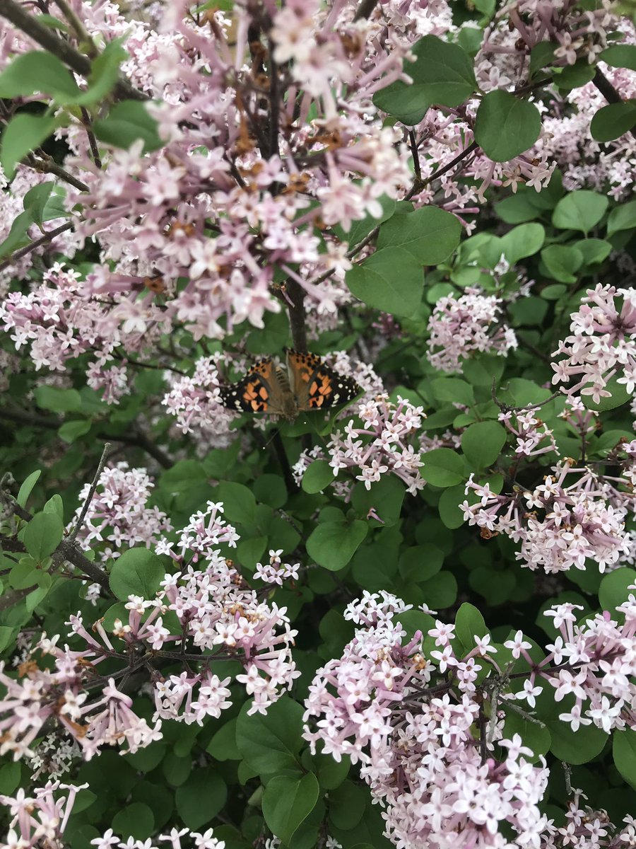 msjohnson_1st's tweet photo. We loved observing your butterflies @MsRottner ! #PattengillPride #BerkleyDifference https://t.co/lxVkTTUr2j