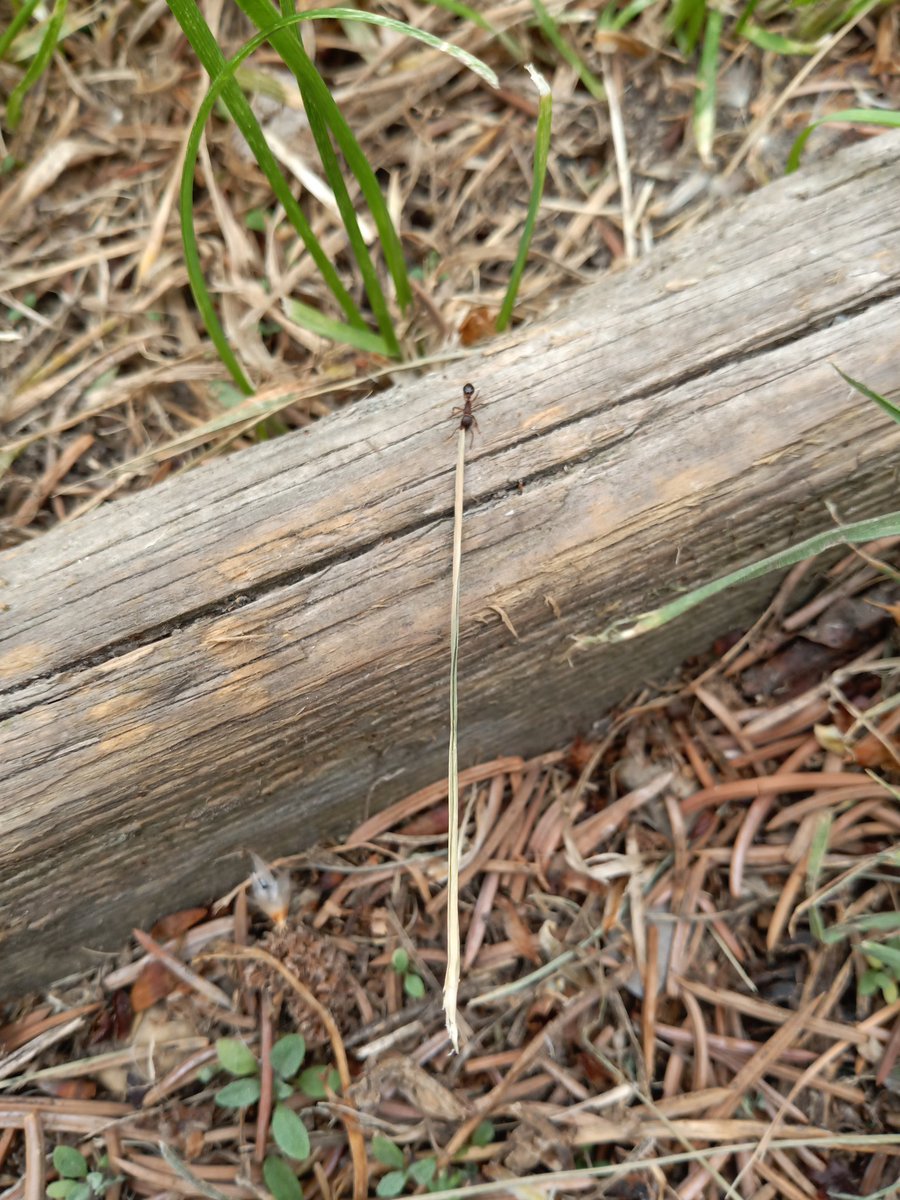 J_Crowd's tweet photo. This ant was hauling this giant piece of grass around. Why? What was it planning? #worlddomination #antstrength https://t.co/HXLt7u1mjm