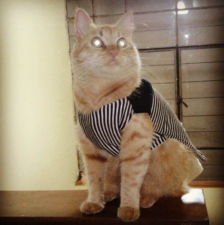 PattyHubner's tweet photo. Porque los gatos se quedan mirando un punto fijo donde no hay nada aparentemente #CosasQueNoEntiendo
#ilovecats #animallover https://t.co/2vWvnHIcha