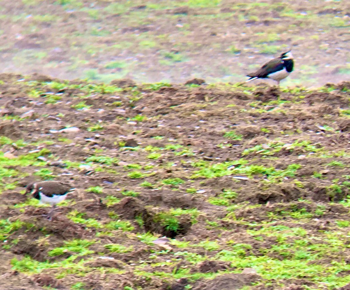 StucScardan's tweet photo. Constructive day up at Glen Prossen working on getting even more practical action for waders.. great to see hard work paying off ... excuse poor through bins iPhone photo!! #workingforwaders https://t.co/2fVB6Qxn5k