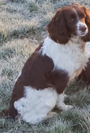 rosieDoc2's tweet photo. #spanieltheftawareness DOG OF THE WEEK....TINK 😓 #englishspringerspaniel MISSING since 17/5 from near the old #railwaybridge at the #Icomb junction between #Stow & #Bledington spotted 21st...very rural area, locals helping ❤️ pls RT ty xx
https://t.co/RI9VLgIMsQ https://t.co/dNK5Jzz8cf